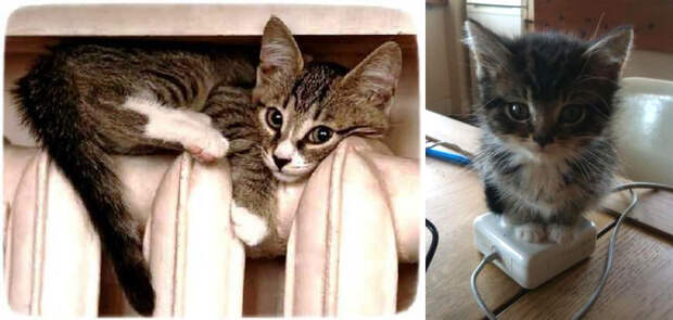 Кошки, которые любят тепло