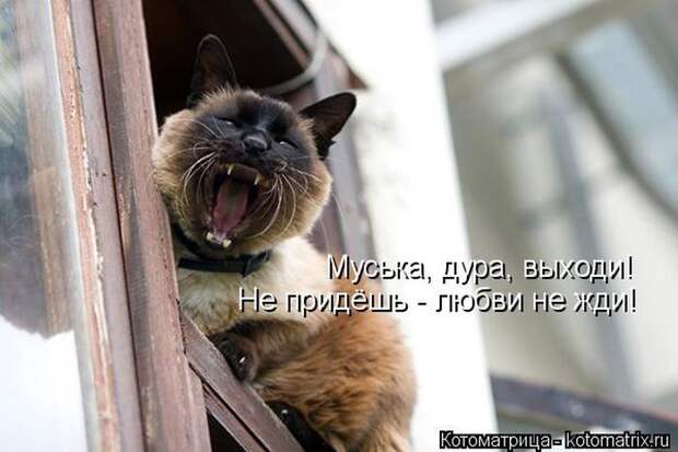Лучшие котоматрицы недели (50 фото)