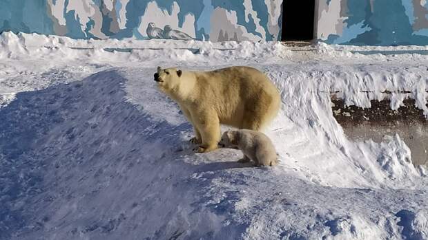 "Роснефть" объявила конкурс имен для медвежат в Якутском зоопарке