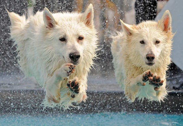 Соревнования по дайвингу собак на Международной выставке домашних животных в Германии