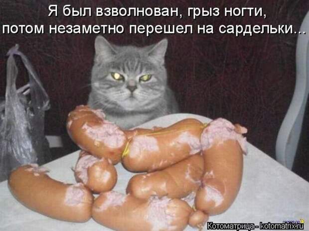 Лучшие котоматрицы недели (50 фото)