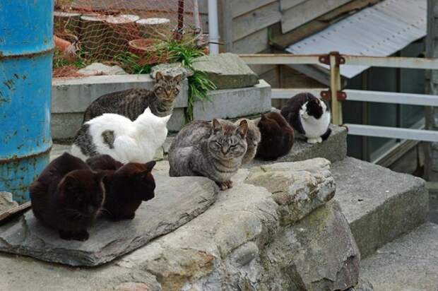Остров кошек и другие острова, захваченные животными
