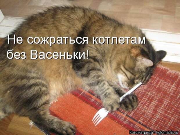 Лучшие котоматрицы недели (50 фото)
