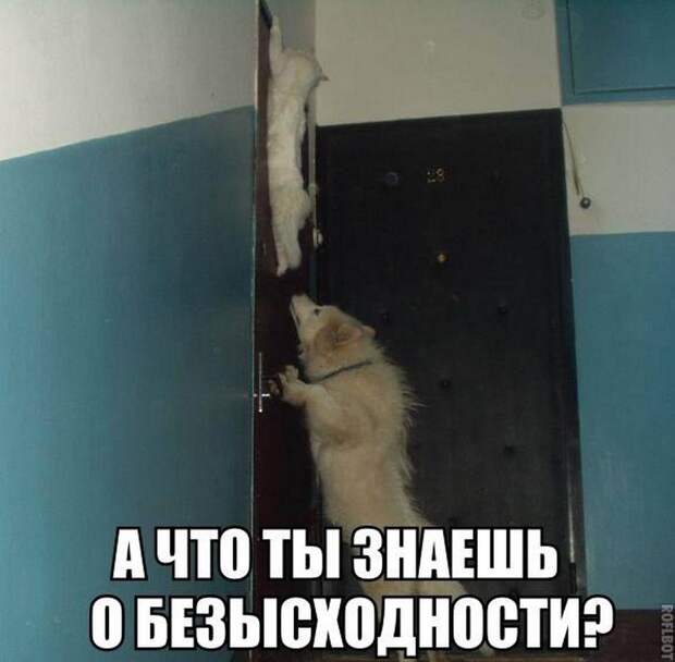 Интересные и смешные картинки (54 фото)