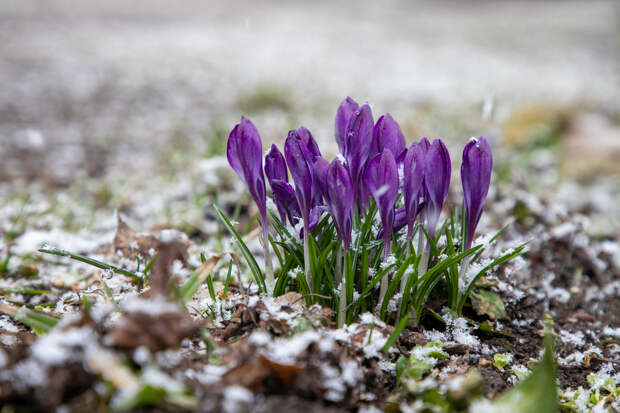 Синоптики рассказали о наступлении астрономической весны 20 марта
