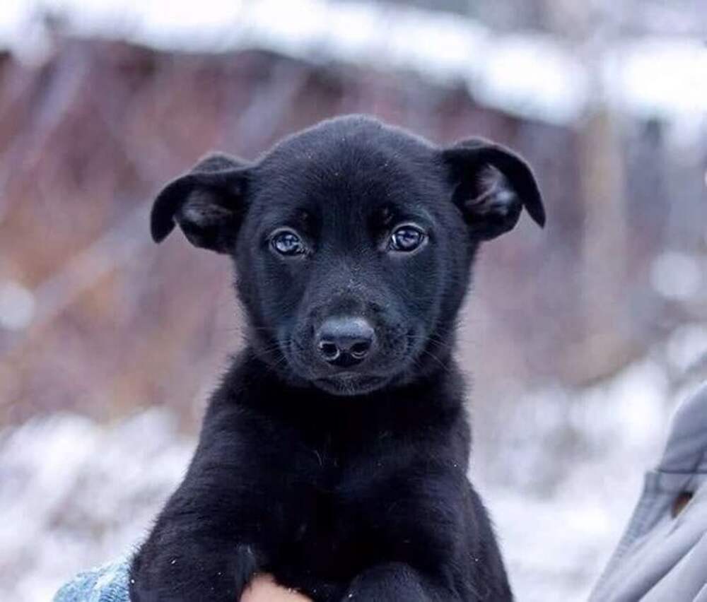 Сонник щенок черный. Черный щенок дворняги. Черный щенок дворняжки. Собака дворняжка черная. Беспородная собака дворняжка черная.