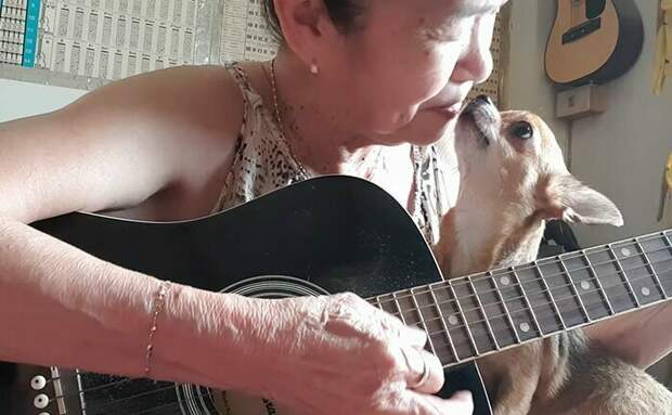 Пожилая тайская певица покоряет Youtube на пару со своим чихуахуа домашние животные, животные, мило, музыка, песни, собаки, трогательно, чихуахуа