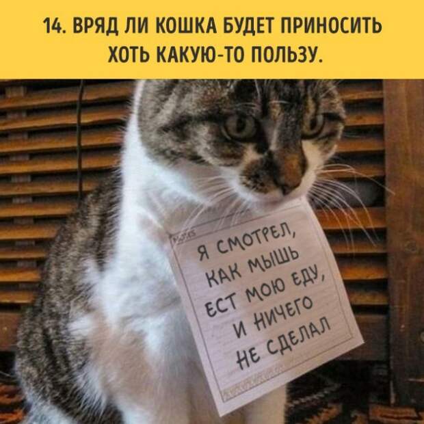 18 вещей, c которыми вы столкнетесь, когда заведете кошку коты, пушистики, факты