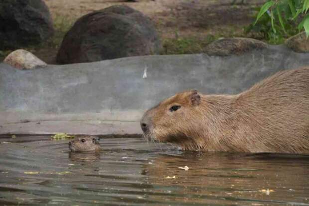 Цены на капибар в России бьют рекорды