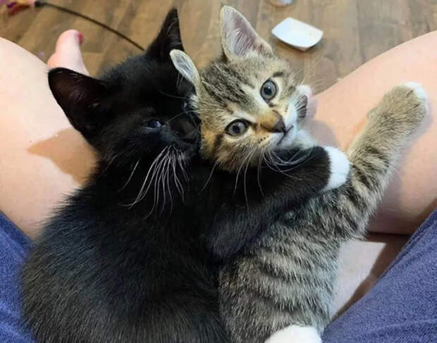 Без кота и жизнь не та