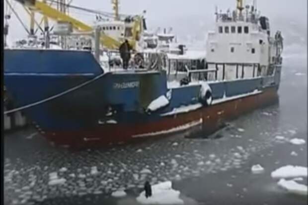 Моряки спаски собаку, которая дрейфовала на льдине в Охотском море видео, добрые люди, спасение собаки