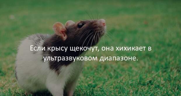 Занимательные факты Занимательные факты интересно, любопытно, факты