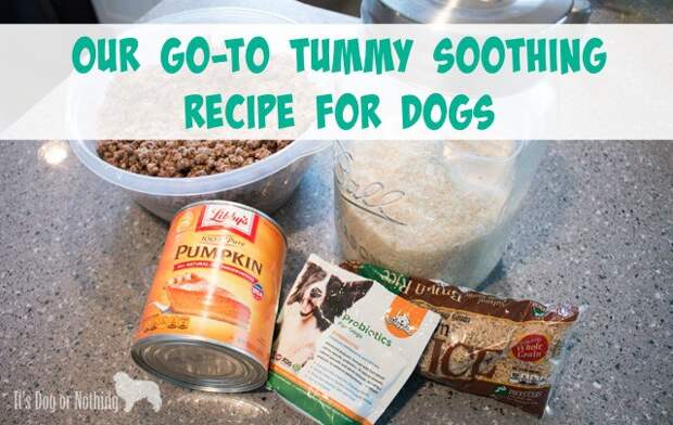 When dealing with upset stomachs in dogs, there are a few go-to ingredients that can assist in helping your dog to feel better. Here is what we feed our dogs when they're suffering from diarrhea or other stomach upset.