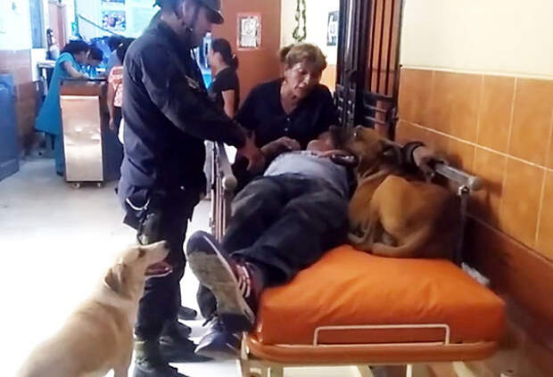 dogs-hop-ambulance-comfort-owner-peru-3