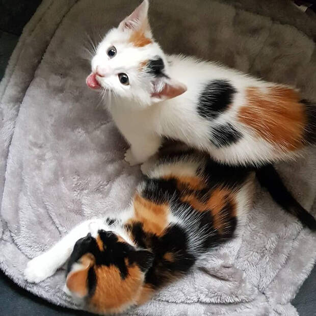 Снимки котиков, которые содержат в себе звук