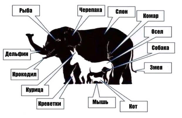 Сколько животных вы видите на этой картинке? (2 картинки)