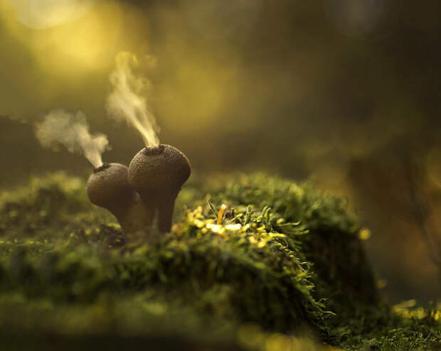 Светящиеся грибы Светящиеся грибы