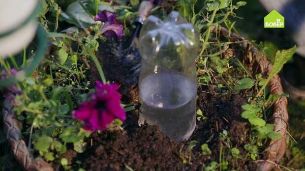 Система автополива растений из пластиковой бутылки