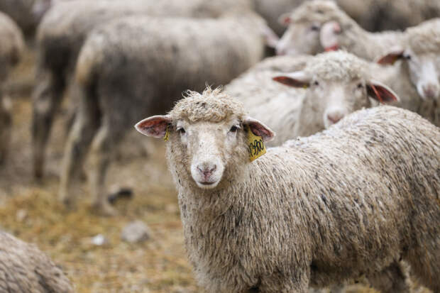 Мигранты развешали сушиться овечью шерсть в одном из дворов Новосибирска