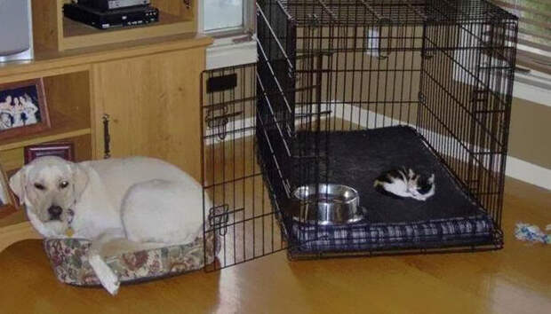 Наглые кошки оккупируют собачьи постели! кошки, смешно, собаки, сон, фото
