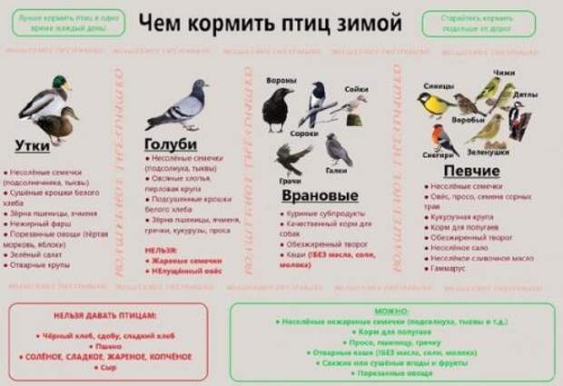 Как позаботиться о природе зимой? 03