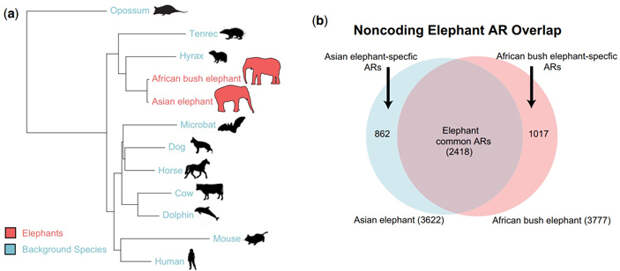 Рис. 2. Филогенетические отношения между видами, геномы которых были использованы при проведении сравнительного анализа и поиске участков ускоренной эволюции у слонов
