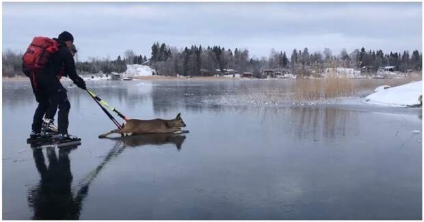 Спасение олененка со льда замерзшего озера видео, животные, лед, озеро, олененок, олень, спасение