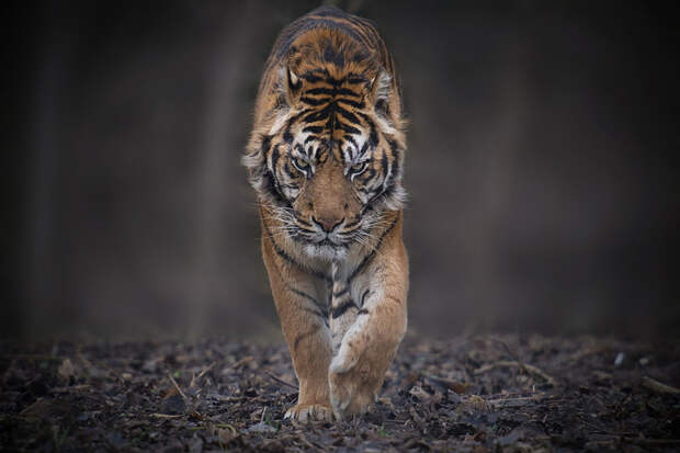 Тигры – дикий животный магнетизм в 30 потрясающих фотографиях 3