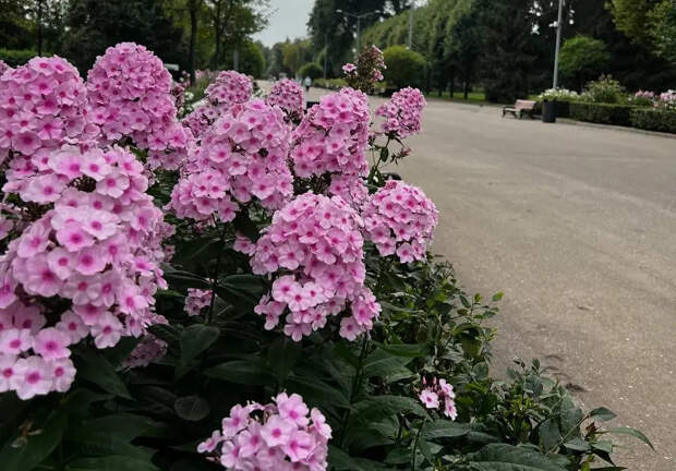 Посейте раз — любуйтесь на протяжении всего лета: простая красота для вашего сада