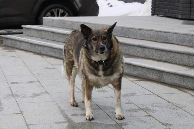 В Госдуме не оценили высказывание Артура Зиганшина о бездомных собаках на СВО