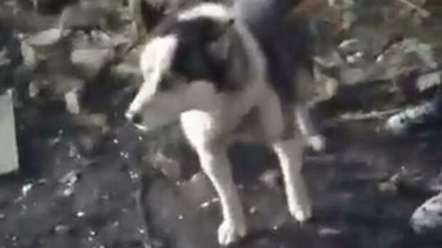 Соцсети: в Барнауле кто-то пытается накормить бездомных собак и кошек едой с гвоздями