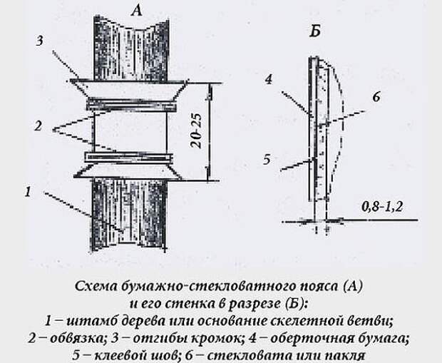 Сделать ловчие пояса своими руками. Ловушки для насекомых на плодовых деревьях. Ловчие пояса на деревьях от вредителей. Ловушки для насекомых на плодовых деревьях своими руками. Ловчие пояса для плодовых деревьев.