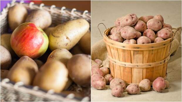 Яблоки выделяют этилен, который замедляет рост картофельных ростков / Фото: prozeny.cz