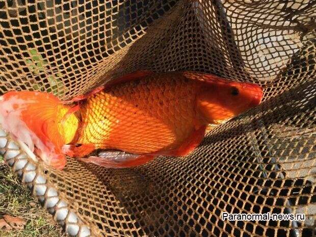 В Южной Каролине поймали 40-сантиметровую золотую рыбку, выпущенную 11 лет назад из аквариума