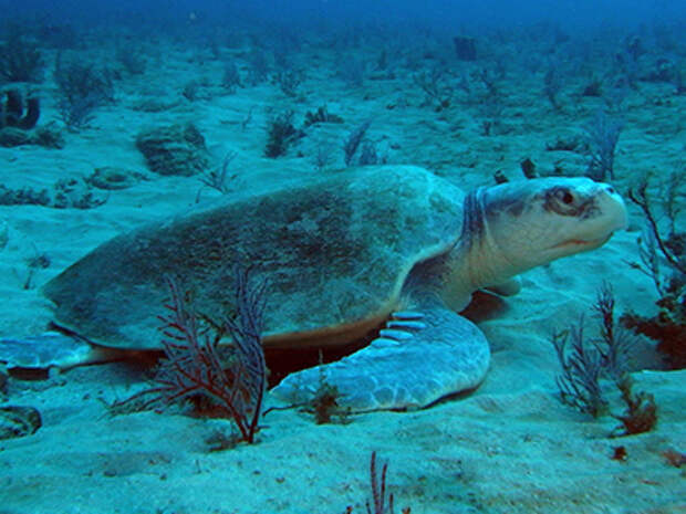 Kemp's Ridley, endangered sea turtle, florida