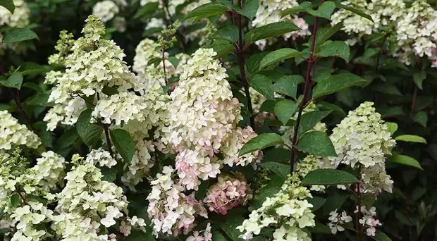 Гортензия Брюссель Лейс Фото Гортензия Брюссель Лейс Фото