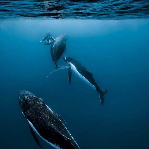 Фотограф делает фантастические снимки огромных китов
