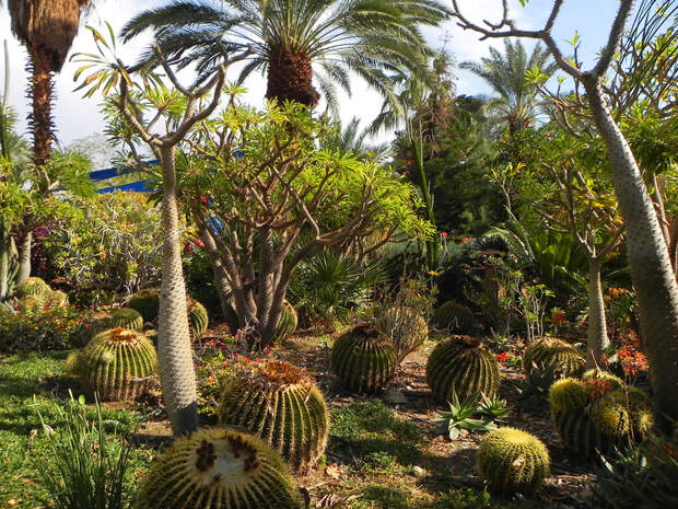 Ботанический сад кибуца "Эйн Геди".