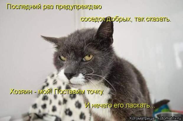 Лучшие котоматрицы недели (50 фото)