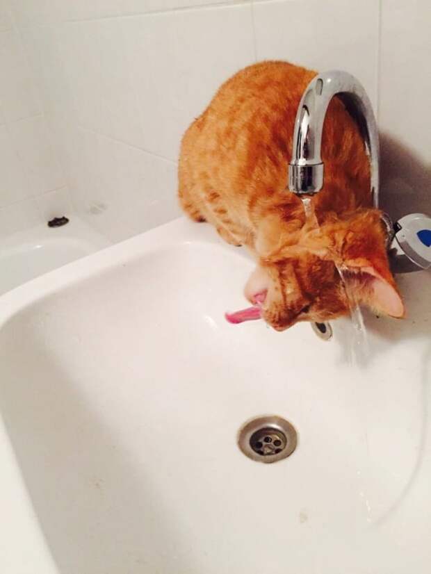 Когда пытаешься красиво попить из фонтанчика коты, лето, фото, юмор