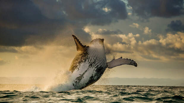 Прыжок в небеса. Автор фото: Андрей Гудков 500px, дикая природа, животные, красиво, фотографии