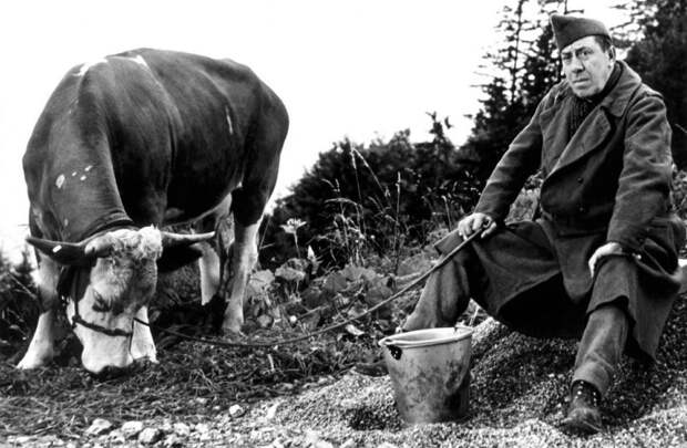 Картинки по запросу «La vache et le prisonnier»