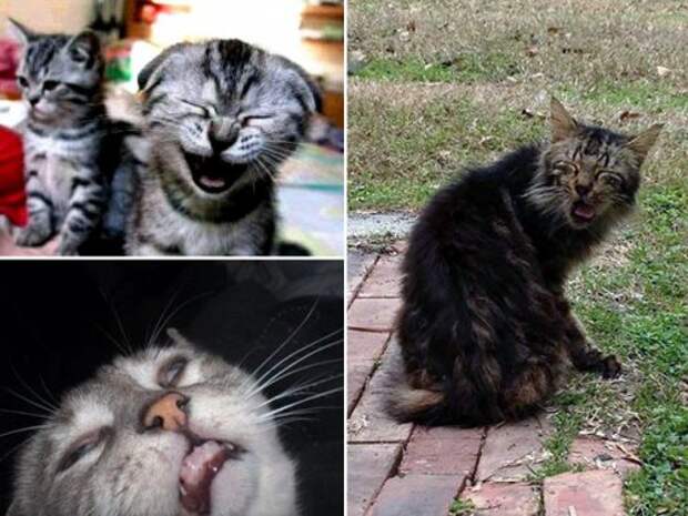Чихающие кошки, которые вызовут у вас улыбку (16 фото)