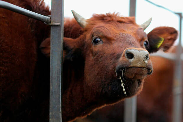 Индюки выклевали ребенку глаз, свинья откусила пальцы. Как домашние животные нападают на людей