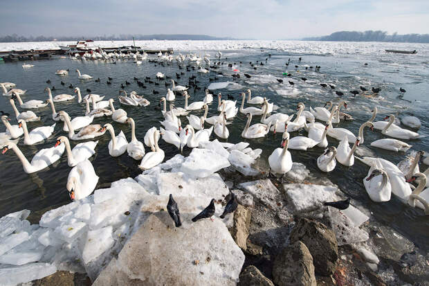 Лебеди на зимнем Дунае в Белграде, Сербия