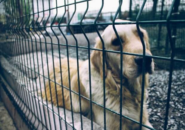 Миллионы псу под хвост: сколько денег тратят в России на бездомных животных