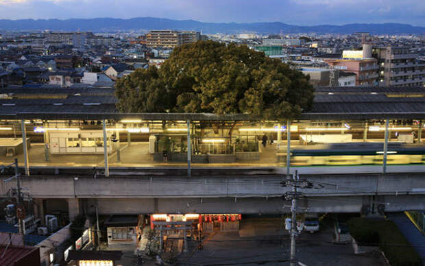 Японцы построили станцию вокруг 700-летнего дерева по одной жуткой причине