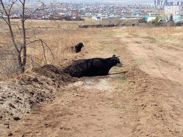 Карантин отменили в селе Забайкалья