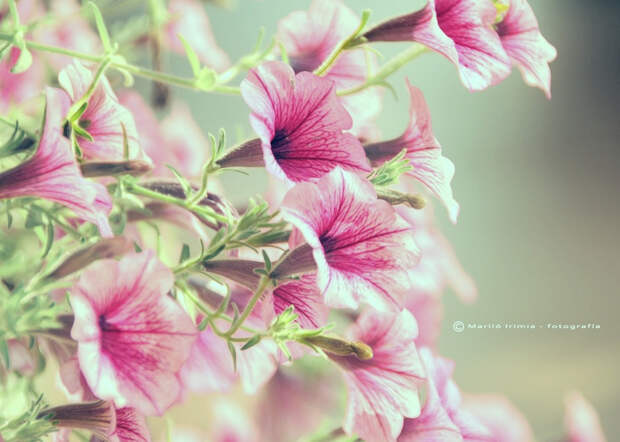 NewPix.ru - Фотографии самых красивых цветов