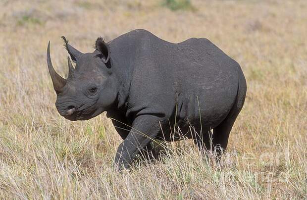 2. Западный чёрный носорог Браконьеры, животные, коала, носорог, охота, тигр, человек, экология